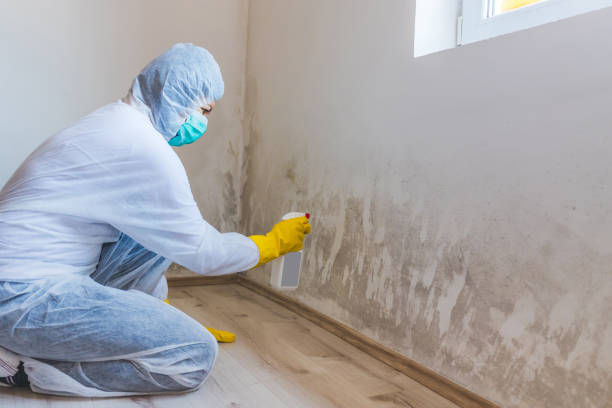 Licensed Mold Inspection service in Conshohocken, PA - WQB Mold Removal